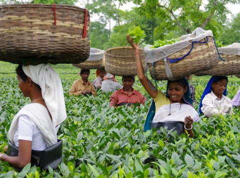 Assam tea workers