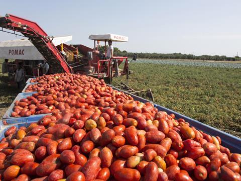 Princes Tomatoes web