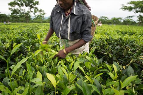 Woman picking tea in India