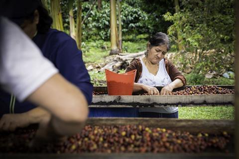 How Colombian coffee farmers are combatting climate change