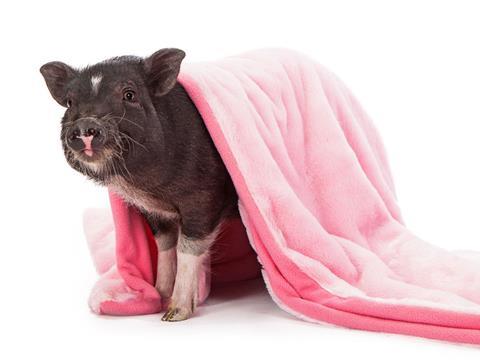 pig in blanket