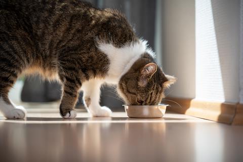Cat eating catfood petfood petcare