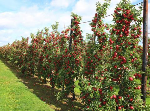 Apple season web