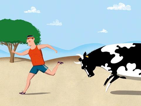 Dairy cow chasing man