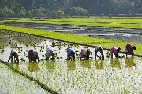 Rice harvesting