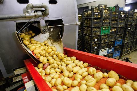 Potato production