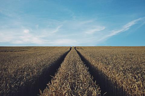 Wheat field crops