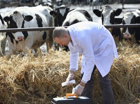 Antibiotic use in dairy cows
