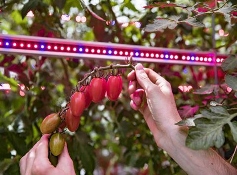 asda led grown tomatoes