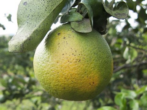 citrus plant