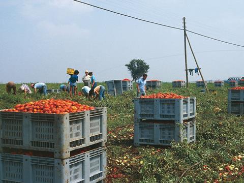 tomato pickers