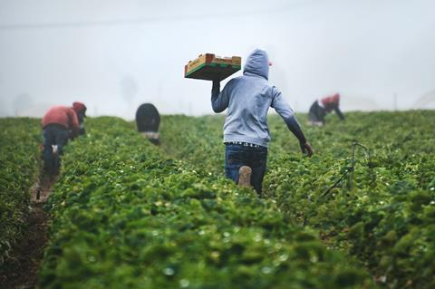 fruit picking workers