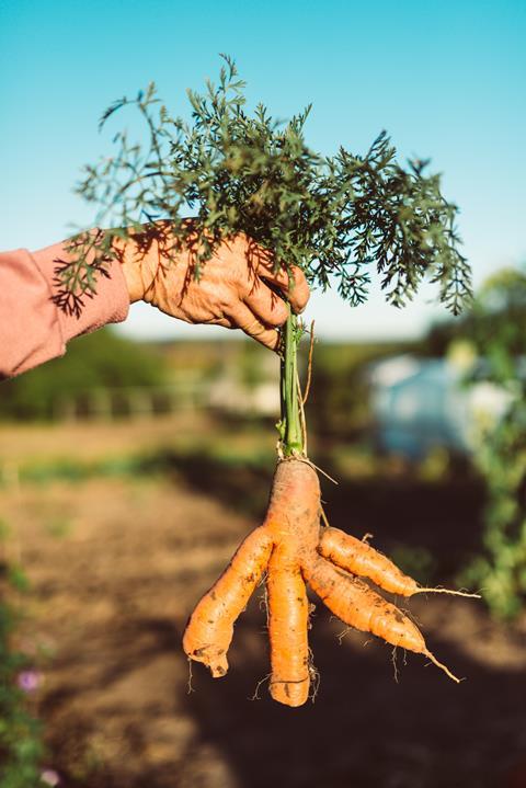 Wonky carrot GettyImages-1041080502