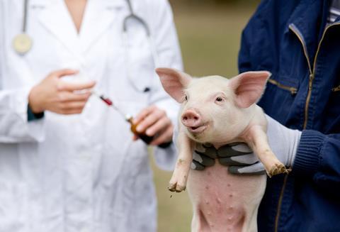 pig antibiotic
