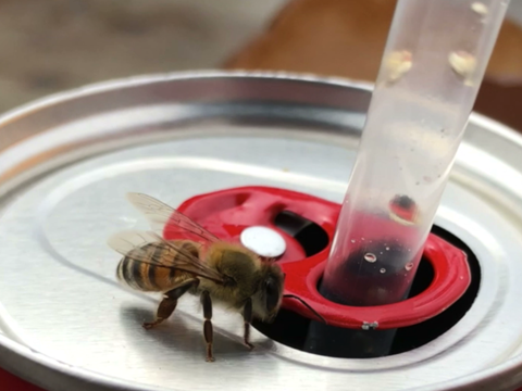 Bee soft drink summer