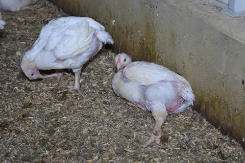 Moy Park 'lame' chicken at Ladywath Farm