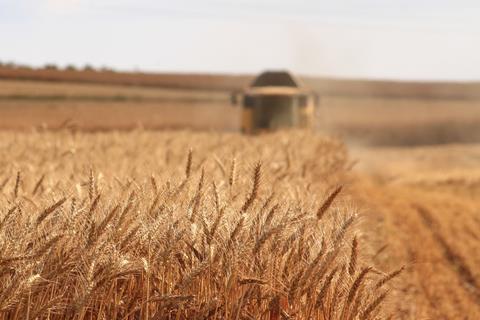 wheat crop field