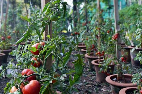 tomato plants