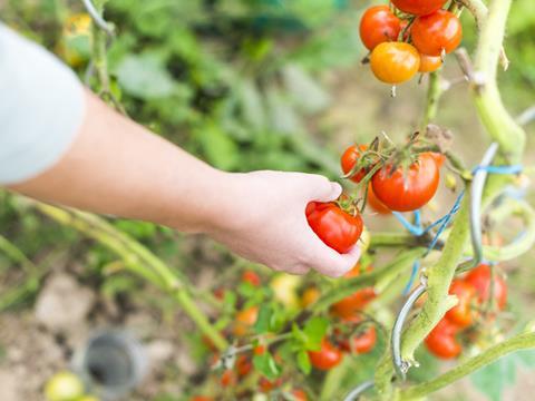 tomatoes