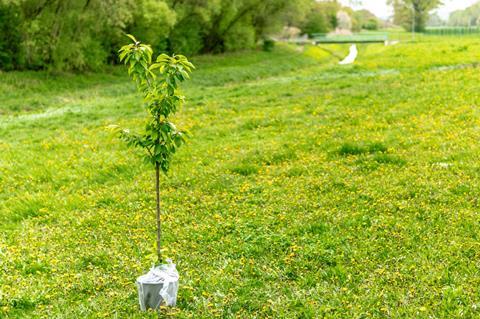 tree planting