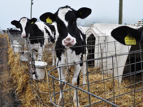 M&S dairy calves in pens