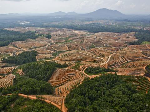 palm oil deforesation