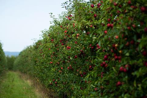 Apple Harvest