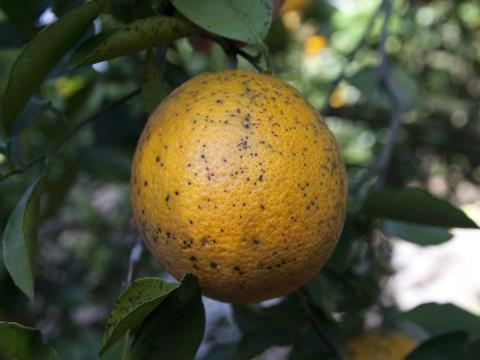 Citrus black spot