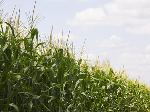 Maize Winners And Losers