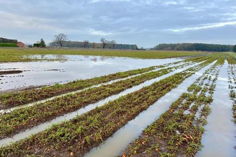 flooding of carrot fields