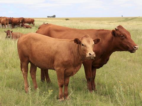 beef prices, cows in field