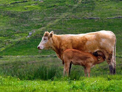 Irish cattle