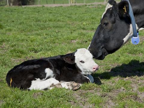 Dairy Bull Calf
