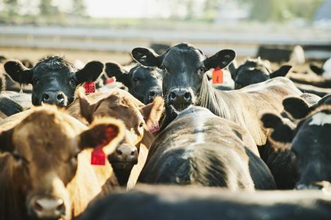 cows in a field