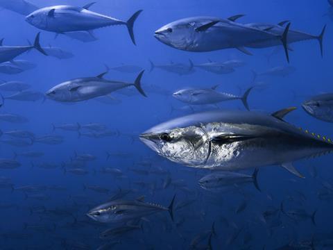 bluefin tuna fish