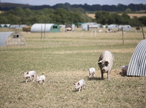 organic pigs