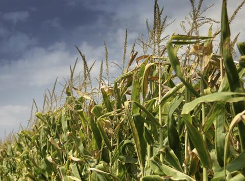 Field of crops