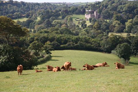 McDonalds_cows