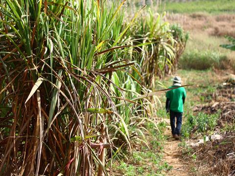 FAO sugar price 