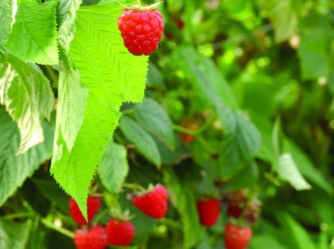 Raspberries