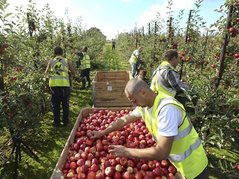 Apples pickers - one use