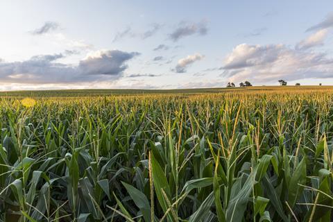 Corn fields GettyImages