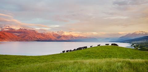 249876-beef-cattle-landscapes resized