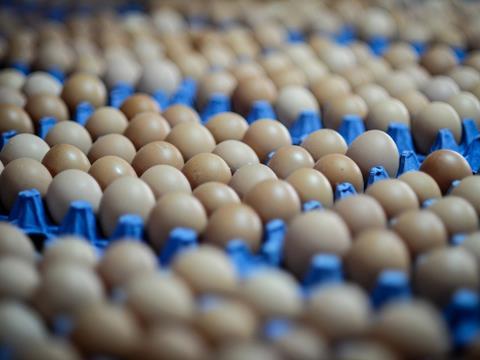 Egg packaging - one use