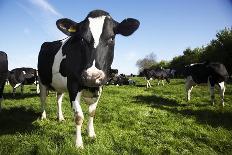 Dairy Crest cow