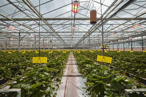 TEH SUMMER BERRY COMPANY SEPTEMBER 2024 - 395