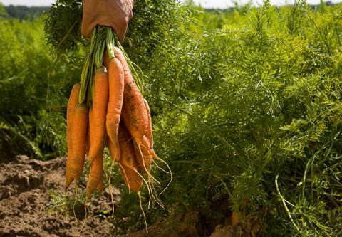 Organic Carrots