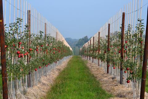 British Apples and Pears - Orchard