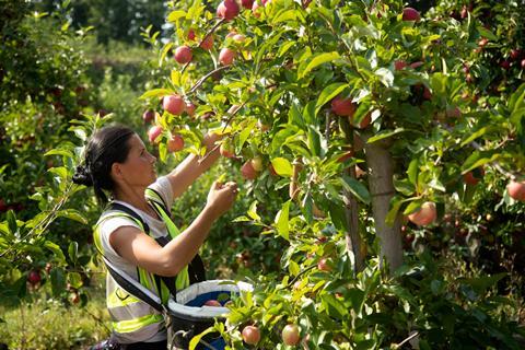 Seasonal worker