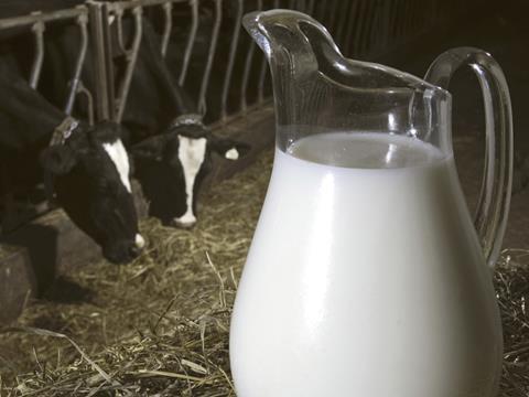 Milk Jug and Cows